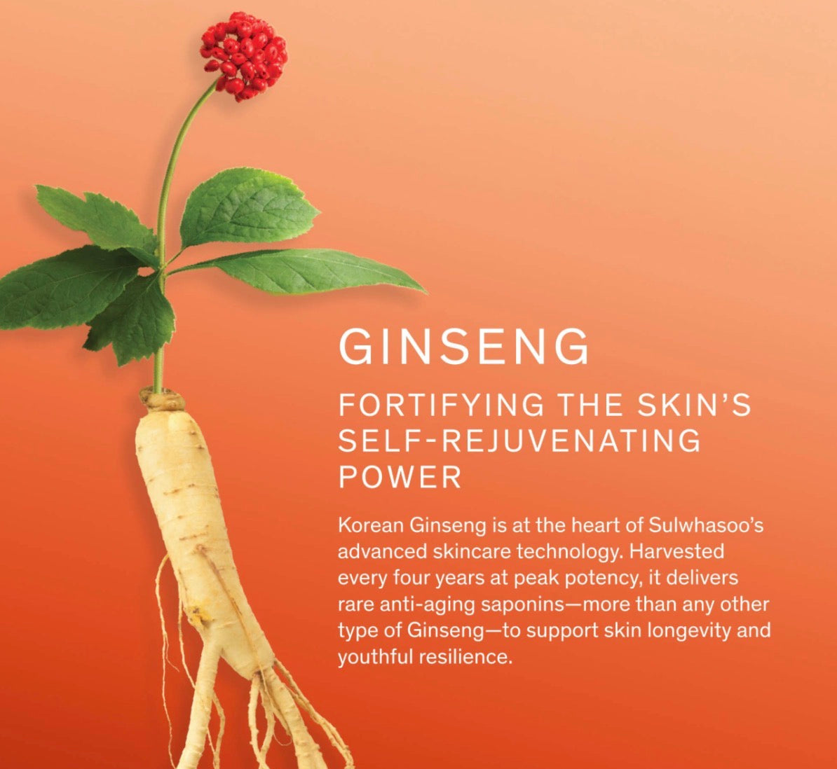 Sulwhasoo Concentrated Ginseng Rejuvenating Cream
